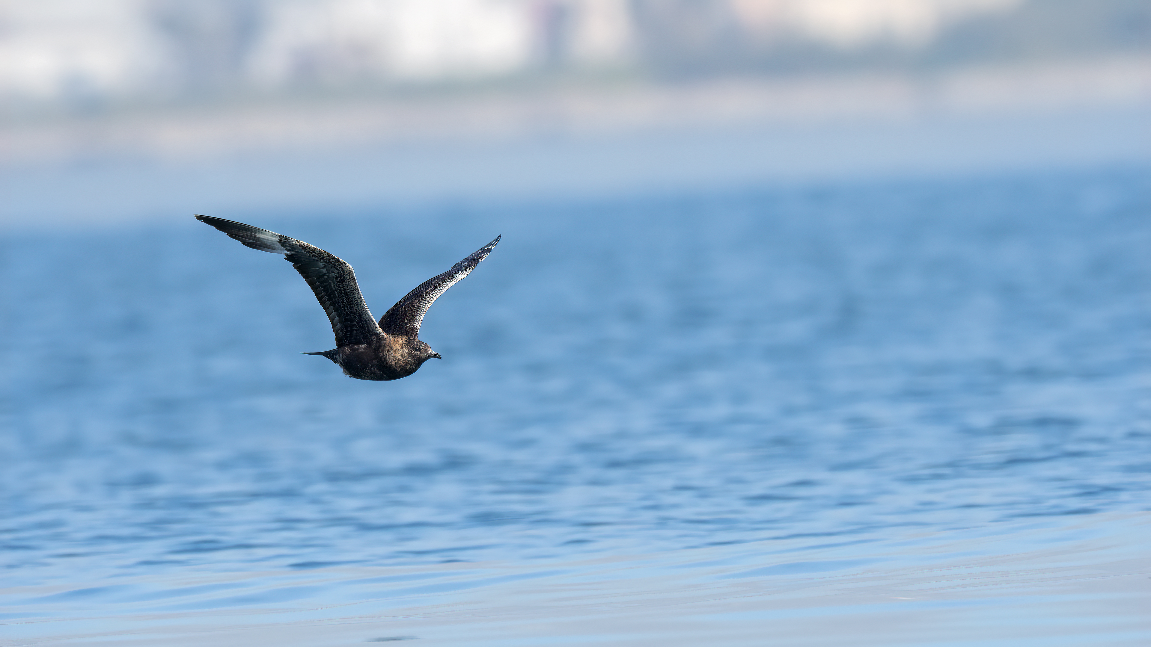 Parasitic Jaeger — Ana fotoğraf